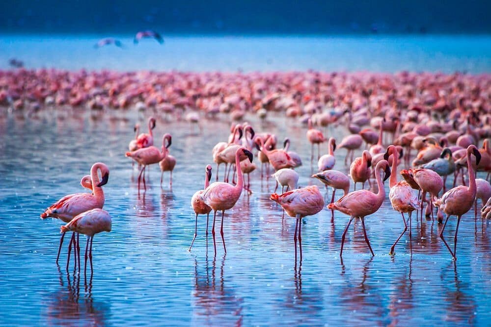 Nakuru, Kenya